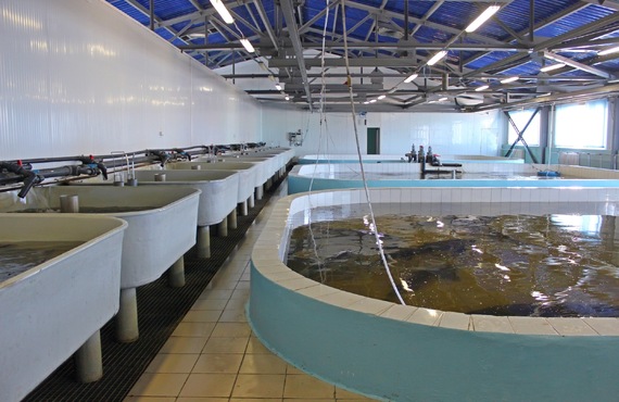 陸上養殖を行ううえでの水質の測定や検査に最適 | pH測定器なら株式会社monotone technology